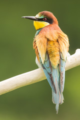 European bee-eater (Merops apiaster), wildlife colorful bee eater bird in natural habitat, close up with blurry background