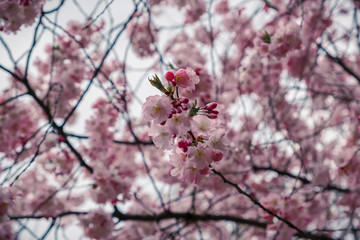 Spring in the city, Prague