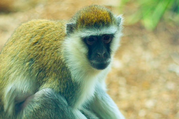 A furry brown monkey with black face and eyes looking to us. On the left side of the picture. Closeup.