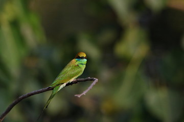 Bee eater on a branch