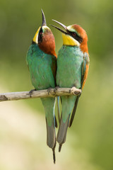 European bee-eater (Merops apiaster), wildlife colorful bee eater bird in natural habitat, close up with blurry background