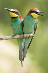 Obraz premium European bee-eater (Merops apiaster), wildlife colorful bee eater bird in natural habitat, close up with blurry background