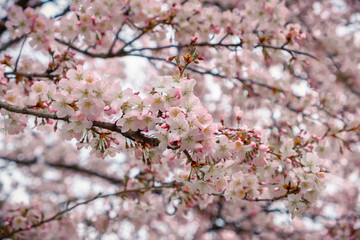 Spring in the city, Prague