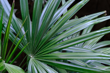 leaf of palm tree