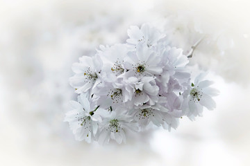 spring tree branch bloom bloosom of appple tree in romantic white coloring 
