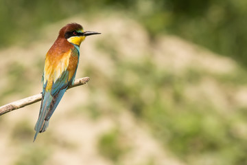 European bee-eater (Merops apiaster), wildlife colorful bee eater bird in natural habitat, close up with blurry background