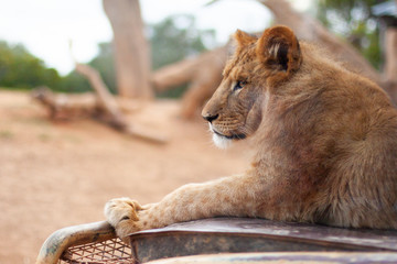 A young lion lying on the hood of an old car in the middle of the savannah. Closeup