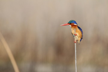 Malachite kingfisher on branch