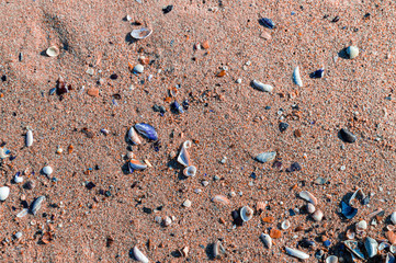 Big seashell on the sand on the beach in the back-light of sunset, background