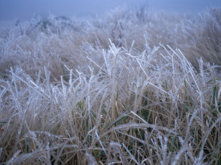 First frost on early winter day on grass