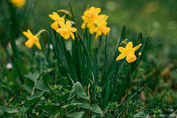 Spring in the city, Prague