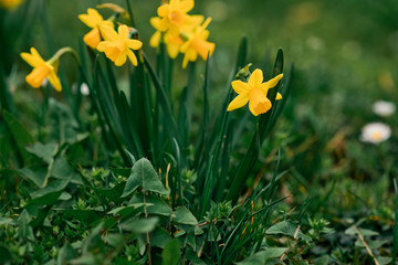 Obraz premium Spring in the city, Prague