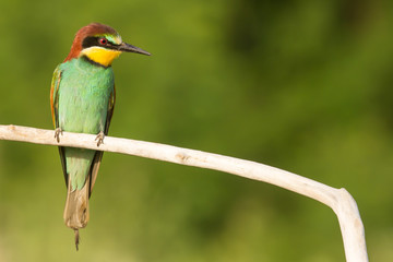 European bee-eater (Merops apiaster), wildlife colorful bee eater bird in natural habitat, close up with blurry background