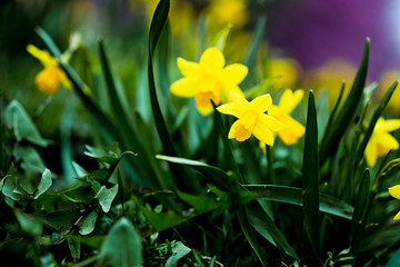Spring in the city, Prague
