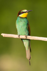 European bee-eater (Merops apiaster), wildlife colorful bee eater bird in natural habitat, close up with blurry background