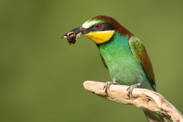 European bee-eater (Merops apiaster), wildlife colorful bee eater bird in natural habitat, close up with blurry background