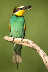 European bee-eater (Merops apiaster), wildlife colorful bee eater bird in natural habitat, close up with blurry background