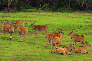 Naklejka na ściany i meble A herd of african antelope relaxing on a grass field