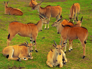 Fototapeta premium A herd of african antelope relaxing on a grass field. Closeup.