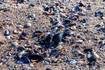 Big seashell on the sand on the beach in the back-light of sunset, background