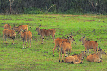 Naklejka na ściany i meble A herd of african antelope relaxing on a grass field in the rain