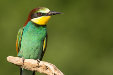 Fototapeta na wymiar European bee-eater (Merops apiaster), wildlife colorful bee eater bird in natural habitat, close up with blurry background