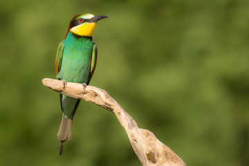 European bee-eater (Merops apiaster), wildlife colorful bee eater bird in natural habitat, close up with blurry background