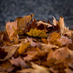 buntes laub im herbst