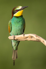 European bee-eater (Merops apiaster), wildlife colorful bee eater bird in natural habitat, close up with blurry background