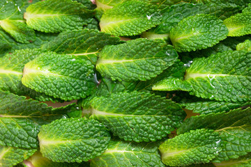 Green mint leaf background in modern style. Minimal summer concept flat lay. Nature green leaf background