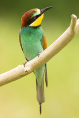European bee-eater (Merops apiaster), wildlife colorful bee eater bird in natural habitat, close up with blurry background