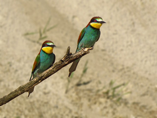 European bee-eater (Merops apiaster), wildlife colorful bee eater bird in natural habitat, close up...