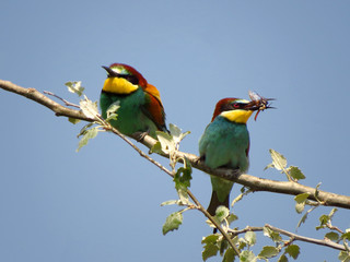 European bee-eater (Merops apiaster), wildlife colorful bee eater bird in natural habitat, close up with blurry background