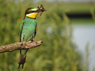 European bee-eater (Merops apiaster), wildlife colorful bee eater bird in natural habitat, close up with blurry background