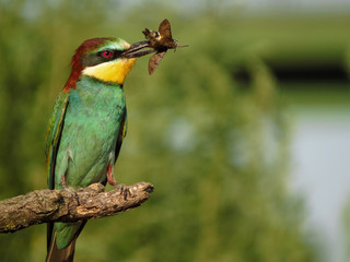 European bee-eater (Merops apiaster), wildlife colorful bee eater bird in natural habitat, close up with blurry background