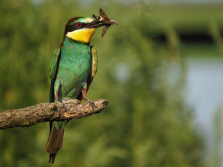 European bee-eater (Merops apiaster), wildlife colorful bee eater bird in natural habitat, close up with blurry background