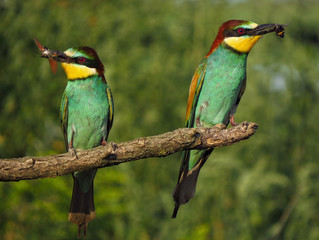 European bee-eater (Merops apiaster), wildlife colorful bee eater bird in natural habitat, close up with blurry background