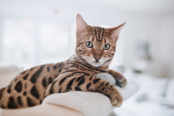 Bengalkatze Kitten Katzenbaby