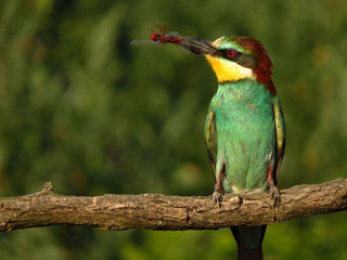 European bee-eater (Merops apiaster), wildlife colorful bee eater bird in natural habitat, close up...