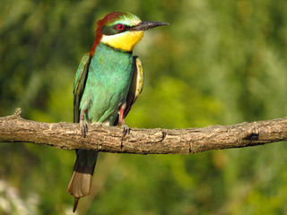 European bee-eater (Merops apiaster), wildlife colorful bee eater bird in natural habitat, close up with blurry background