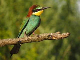 European bee-eater (Merops apiaster), wildlife colorful bee eater bird in natural habitat, close up with blurry background