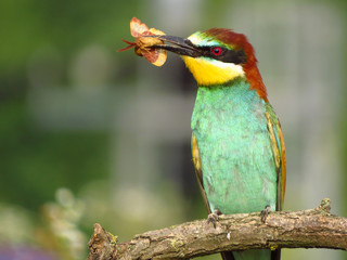 European bee-eater (Merops apiaster), wildlife colorful bee eater bird in natural habitat, close up with blurry background