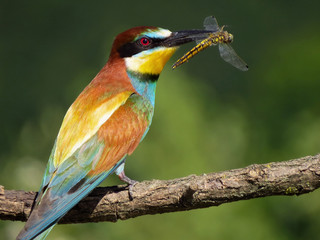 European bee-eater (Merops apiaster), wildlife colorful bee eater bird in natural habitat, close up with blurry background