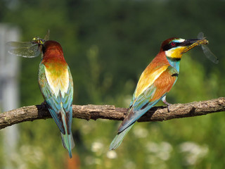 European bee-eater (Merops apiaster), wildlife colorful bee eater bird in natural habitat, close up with blurry background
