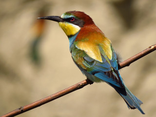 European bee-eater (Merops apiaster), wildlife colorful bee eater bird in natural habitat, close up with blurry background