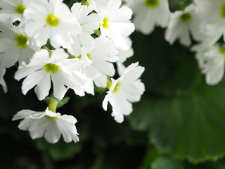 Fototapeta premium プリムラ・マラコイデス