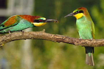 European bee-eater (Merops apiaster), wildlife colorful bee eater bird in natural habitat, close up with blurry background