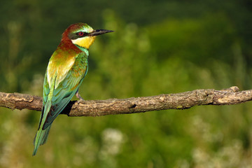 Obraz premium Żołna europejska (Merops apiaster), dziki ptak zjadacz kolorowy w naturalnym środowisku, z bliska z rozmytym tłem