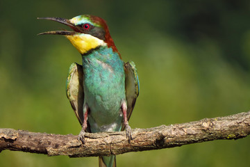 European bee-eater (Merops apiaster), wildlife colorful bee eater bird in natural habitat, close up with blurry background