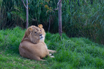 A lion male lying, relaxed, resting on nature among grass and trees. Closeup with trees